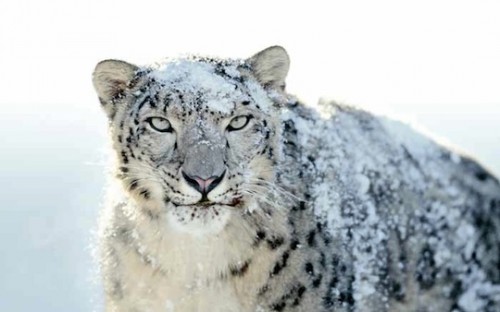 amazon apple snow leopard